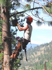 Hire an Expert Arborist for Tree Care Services